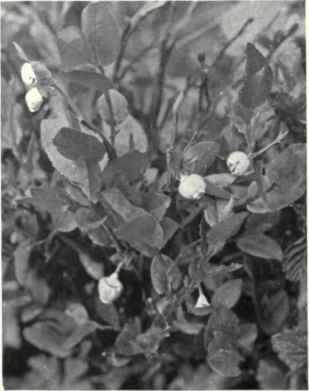 Whortleberry (Vaccinium Myrtillus, L.)