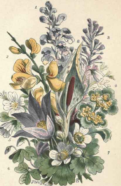 Broom Rape. Broom. Fumitory. Golden Saxifrage. Pasque flower. Wood Sorrel. Water Crowfoot. Arum.
