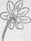 Calyx of Celandine.