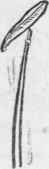Stamen of Lily.