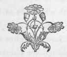 The Story Of The Wild Flowers 6