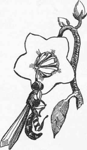 A dogbane flower and its captive.