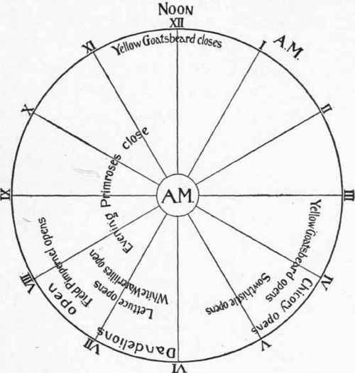 A flower clock   morning. (Tentatively submitted).