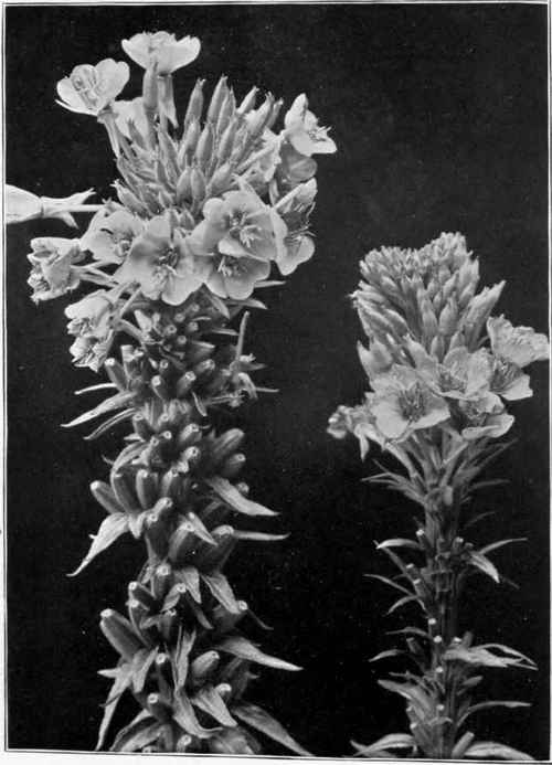 A wild evening primrose (CEnothera biennis).