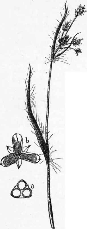 A wood rush (Lazula campestris).