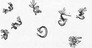 Antherozoids of Pteris serrulata.