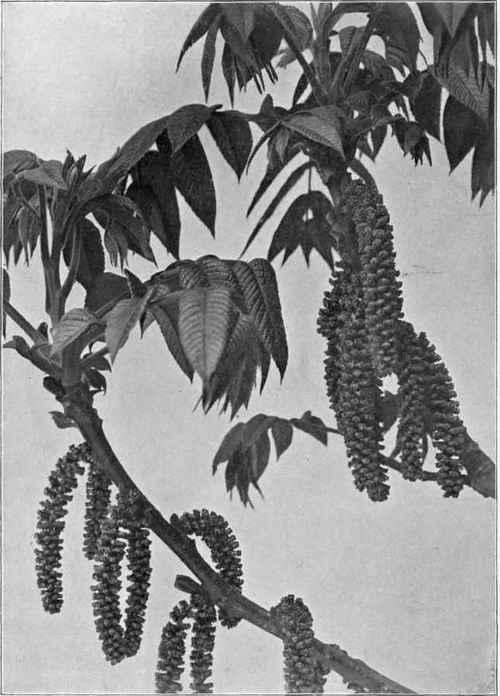 Blossoms of the Butternut (Juglans cinerea).