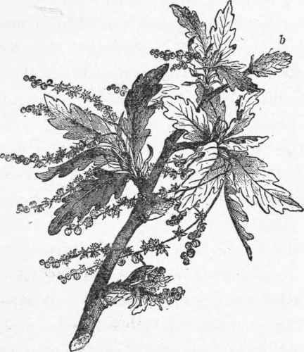 Blossoms of the oak. a, pistillate; b, staminate.