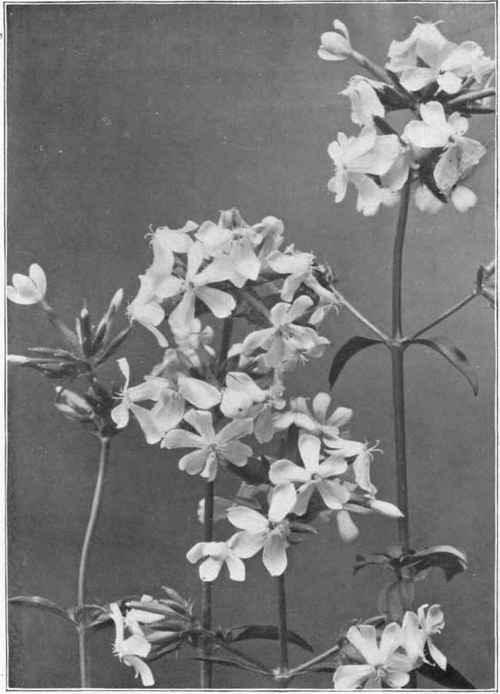 Bouncing Bet (Saponaria officinalis).