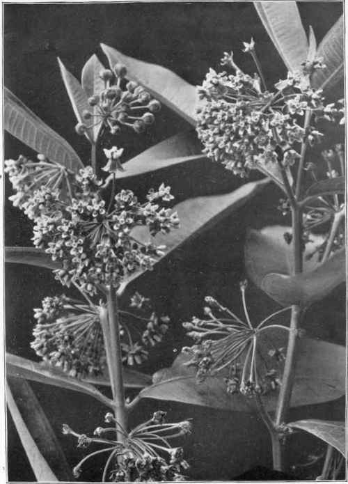 Common milkweed (Asclepias cornuti).