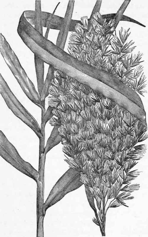 Common reed (Phragmites communis). (From Farmers' Bulletin 86, U. S. Department of Agriculture).