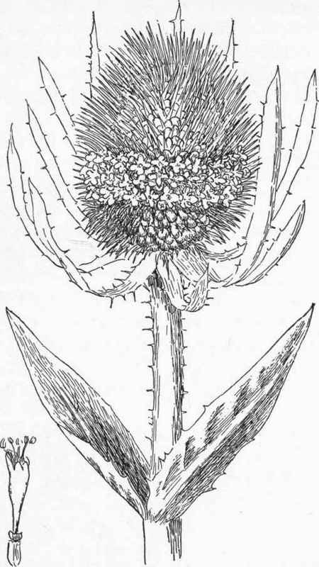 Common wild teasel (Dipsacus sylvestris).