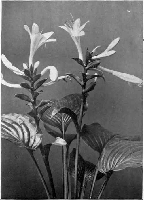 Day or Japan lilies (Funkia Japonica).