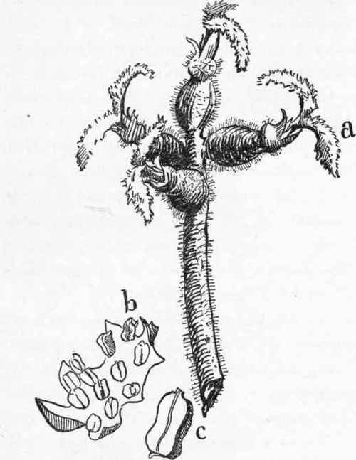 Details of the blossoming butternut.