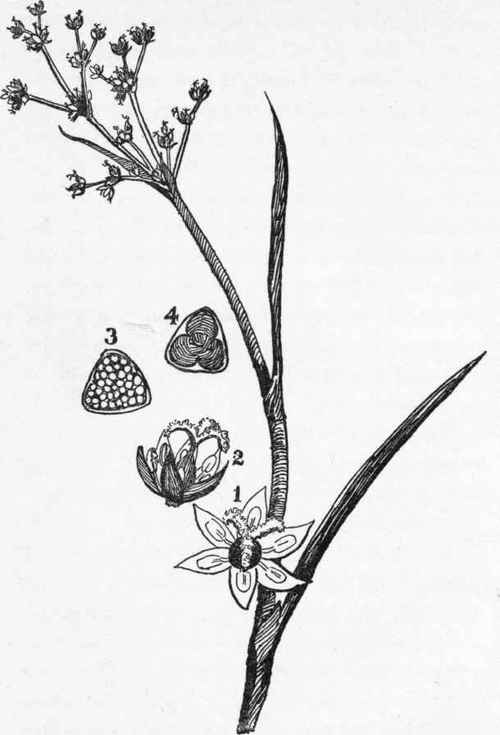 Flower cluster and flower analysis of a common water rush (Juncus articulatus).