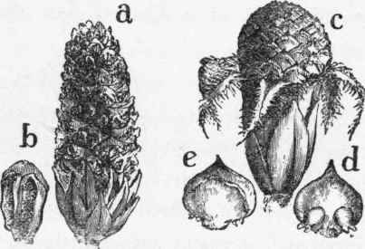 Flowers of the Scotch pine (Pinus sylvestris).