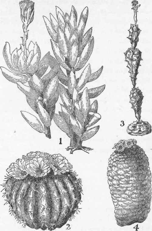 Four natives of South Africa.