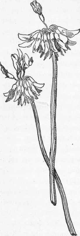 Gathered in latter summer.