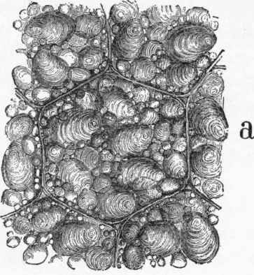 Green Leaves At Work 33