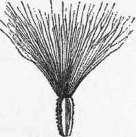 Groundsel calyx, altered into down. (From the Vegetable World).
