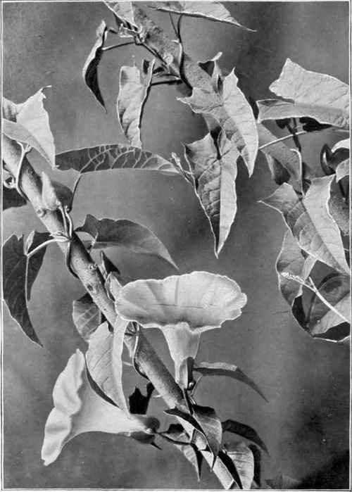 Hedge bind vveed (Convolvulus sepium).