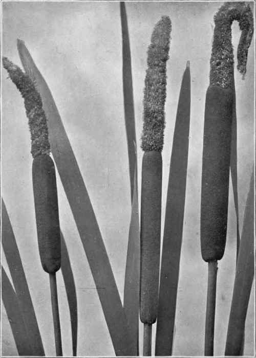 June aspect of the cat tail flags.