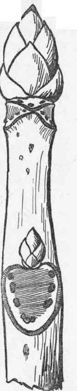 Leaf scar of the horse chestnut, showing the cork seal studded with theblackened ends of fibro vas cular bundles. (Magnified).