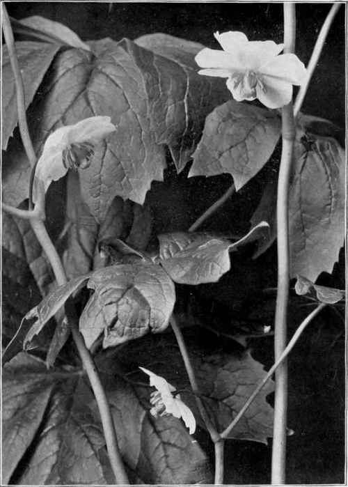 May apple (Podophyllum pellatum).
