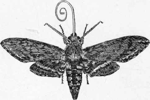 Night visitor to the jimson weed (Sphinx Carolina).