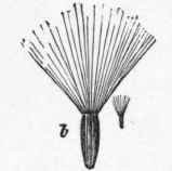 Orange hawkweed calyx, altered into bristles. (From Yearbook, Department of Agriculture, 1896).
