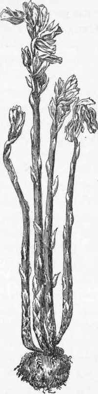 Pine sap (Mono tropa Hypopitys).