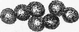 Pollen of the honeysuckle. (Magnified).