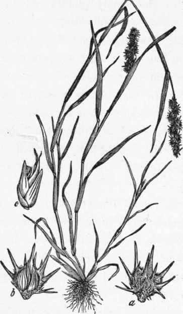 Sand bur grass (Cenchrus tribuloides).