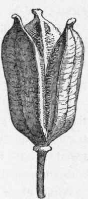 Seed vessel of the tulip. (From the Vegetable World).