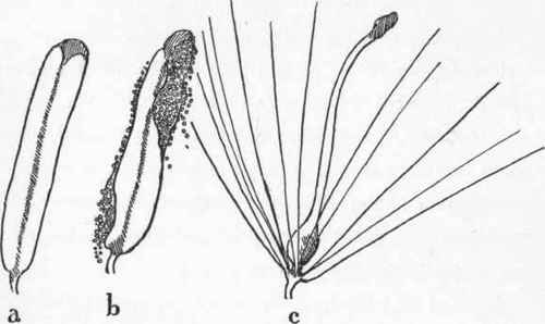 Single florets of the cat tail flag.