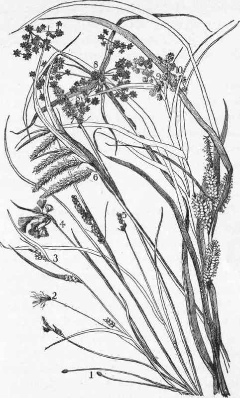 Some New England sedges.