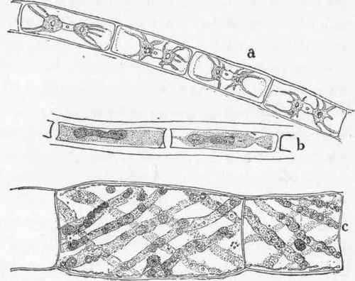 Some common fresh water algae. (Much magnified).