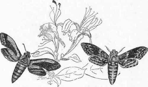 Sphinx ligustri. Sphinx convolvuli.