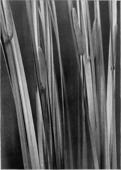 Sweet flag (Acorus Calamus).