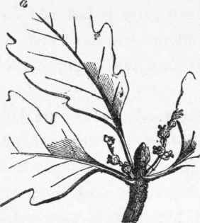 The Flowering Of The Forest Trees 18