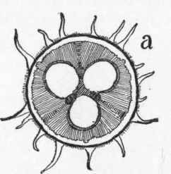 The Flowering Of The Forest Trees 25