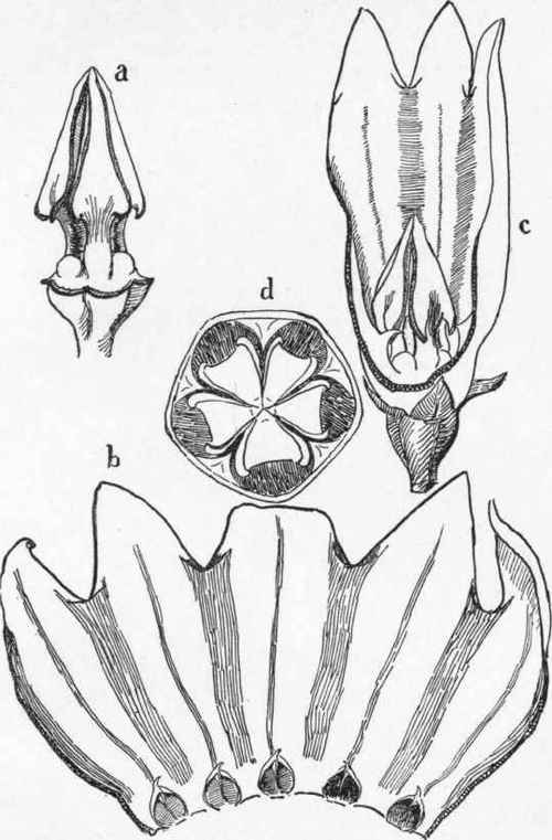 Trap of the spreading dogbane.