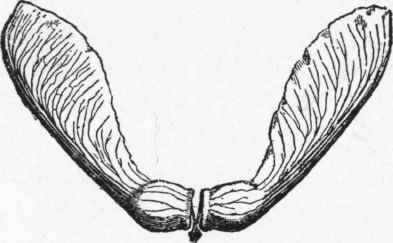 Twinned fruit of the maple.