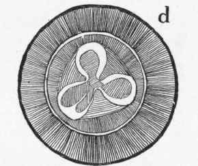 Very young acorn cut crosswise (c), showing its three chambers and six ovules.
