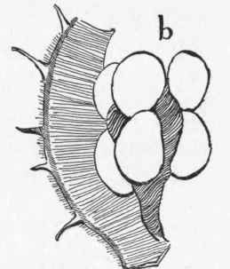 Very young horse chestnut bur cut crosswise (a) and lengthwise.