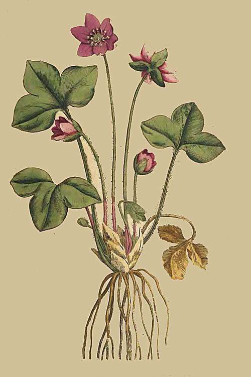 10 Anemone Hepatica Hepatica or Noble Liverwort 