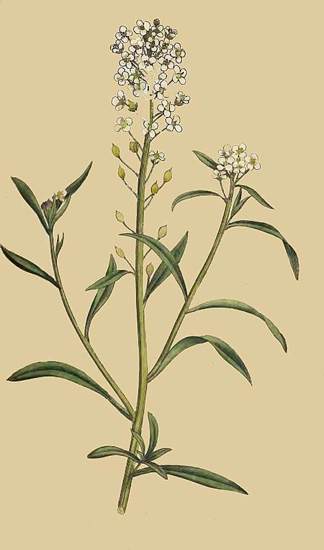 101 Alyssum Halimifolium Sweet Alyssum 