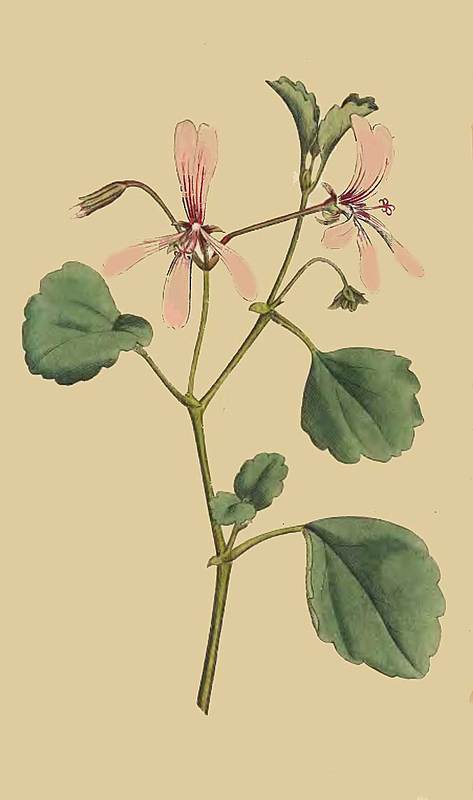 103 Pelargonium Acetosum Sorrel Crane s Bill 