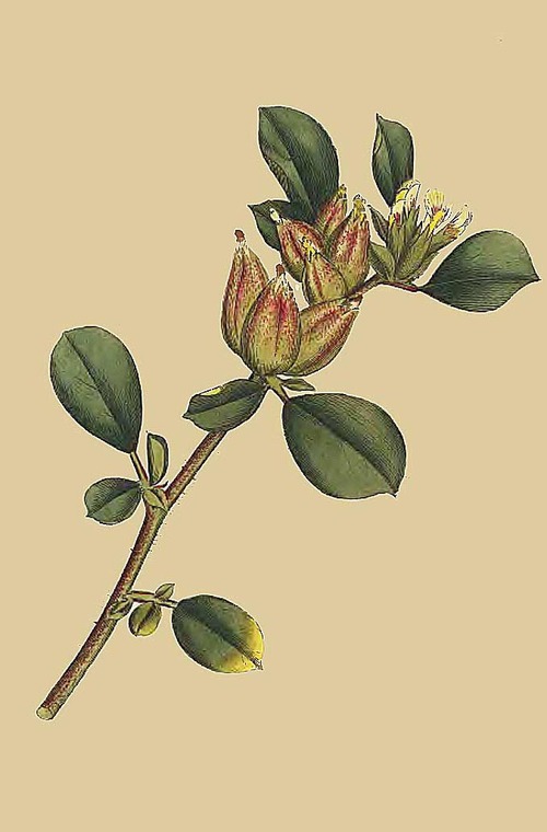 108 Anthyllis Tetraphylla Four Leaved Ladies Finge 