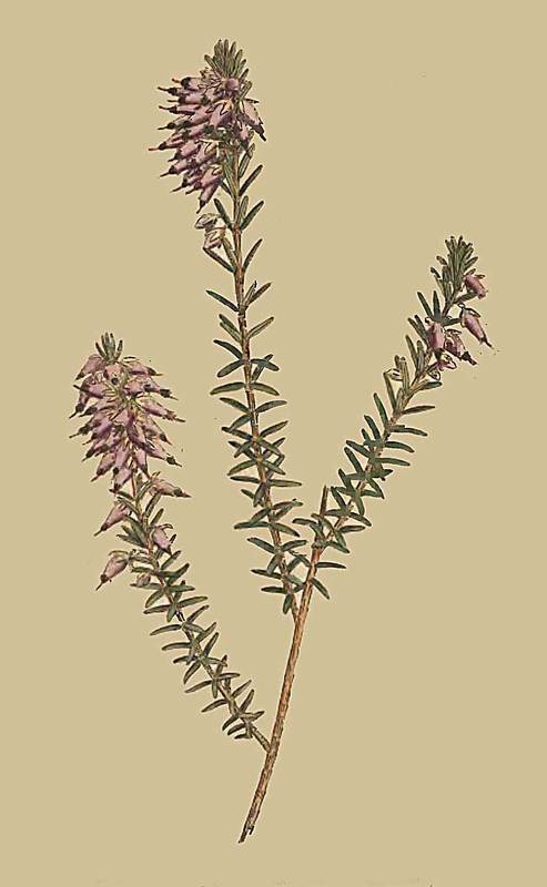 11 Erica herbacea Herbaceous Heath 